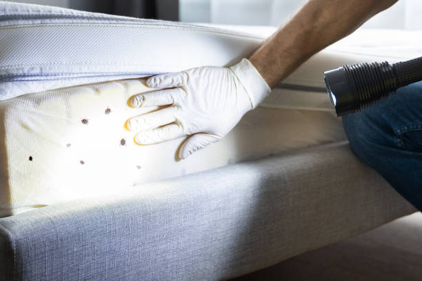Best Pest Control for Homes  in Messiah College, PA