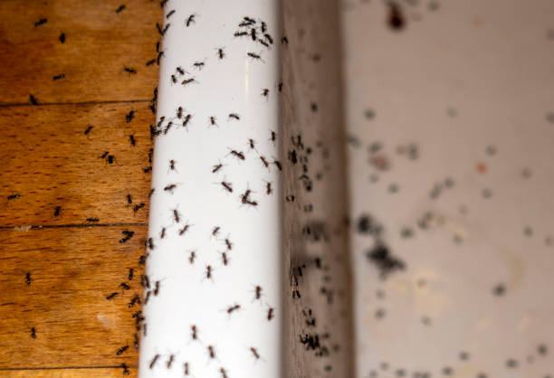 Best Best Pest Control Companies  in Messiah College, PA